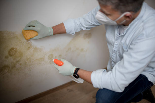 Trusted Rochester Institute Of Technology, NY Mold Remediation Experts
