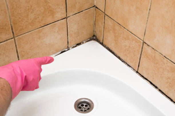 Best Mold Testing and Inspection Services in Rochester Institute Of Technology, NY